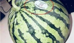 网红同款吃瓜图片头像大全,潮流风向标，趣味十足